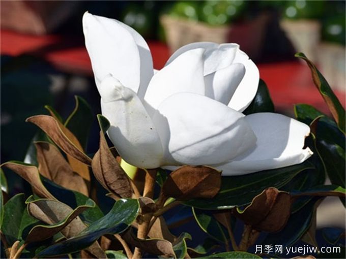 中國常見(jiàn)行道、庭蔭、園林樹(shù)種簡(jiǎn)介（總結40個(gè)）(圖3)