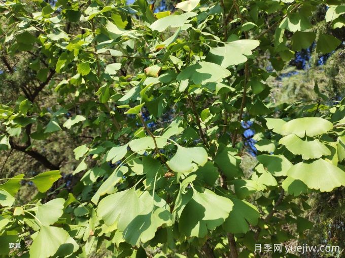 中國常見(jiàn)行道、庭蔭、園林樹(shù)種簡(jiǎn)介（總結40個(gè)）(圖2)