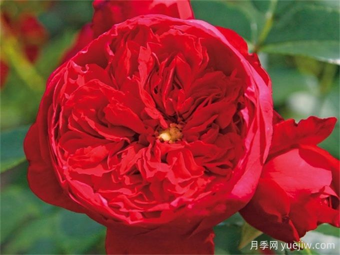 世界上***浪漫的10種花，月季花排首位(圖1)