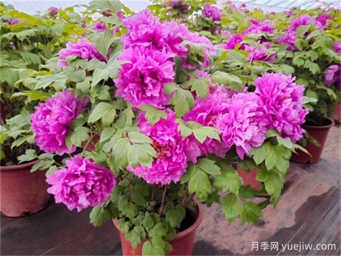 世界上***浪漫的10種花，月季花排首位(圖2)