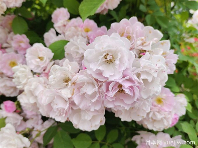 世界上***浪漫的10種花，月季花排首位(圖3)
