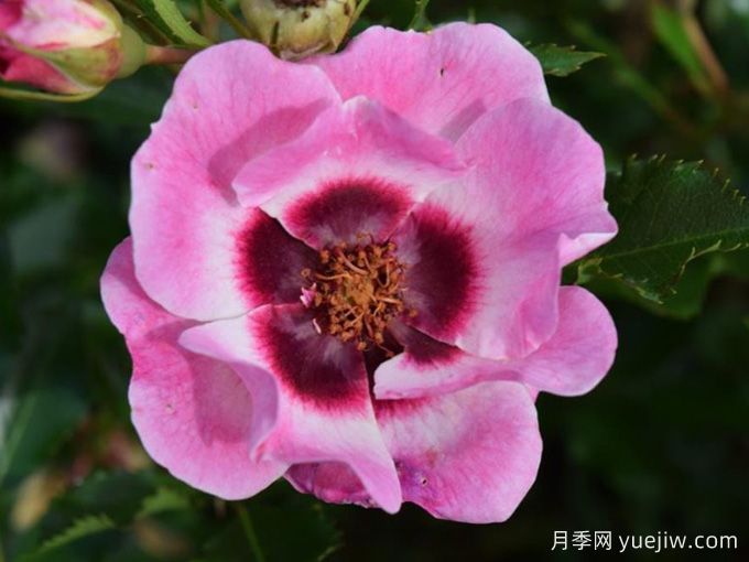 時(shí)尚巴比倫眼睛月季(圖1)