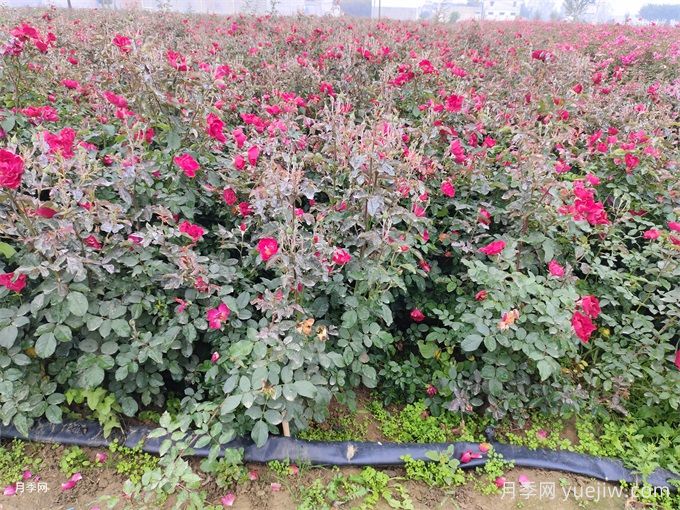 冬季月季花苞還能開(kāi)放嗎？(圖1)