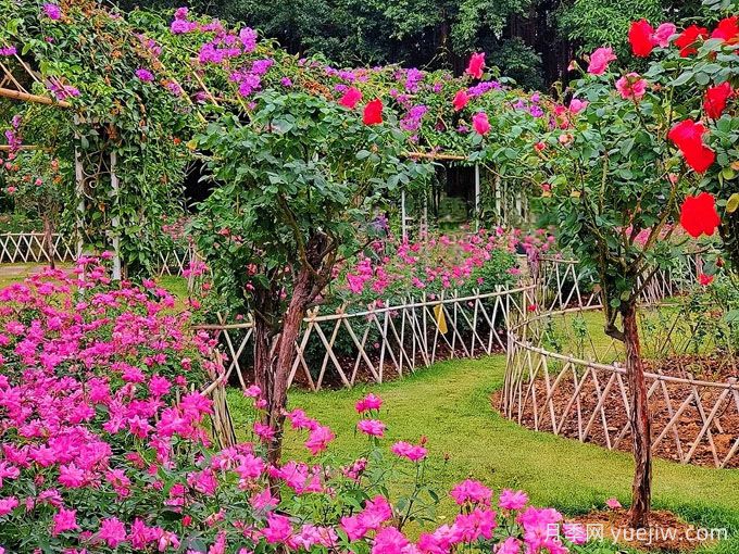 南寧南湖公園，萬(wàn)株月季驚艷綻放，打卡冬日絕美盛景(圖2)