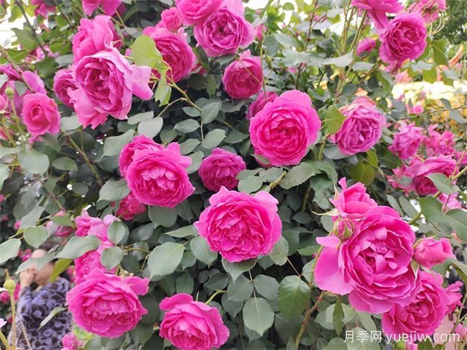 爬藤月季受寵，打造庭院浪漫花墻(圖2)