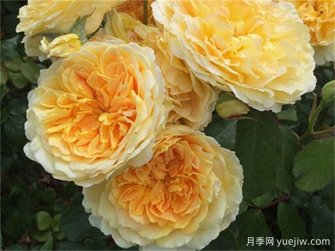 博主花園里表現***好的四款黃色月季品種(圖2)