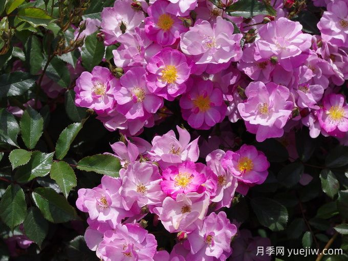月季推薦，薰衣草之夢(mèng)月季(圖1)
