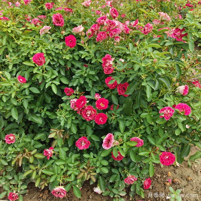 如何在干旱地區成功種植喬灌木？(圖2)