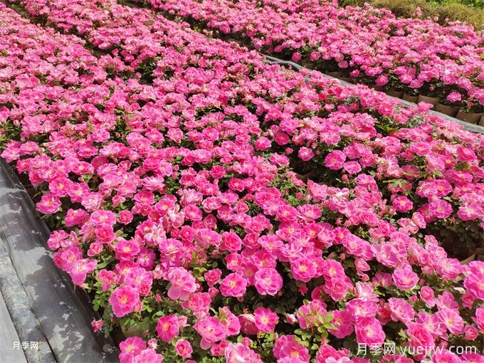 600種園林植物配置大全，分類(lèi)特征匯集(圖1)