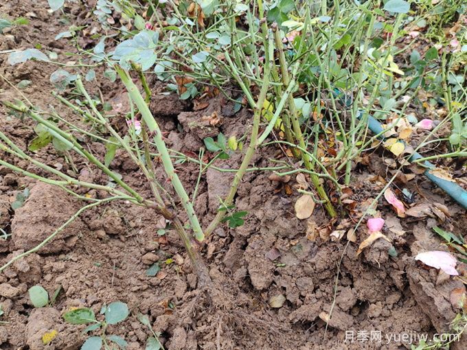 月季裸根苗種植時(shí)間？盆栽和地栽種植方法(圖3)