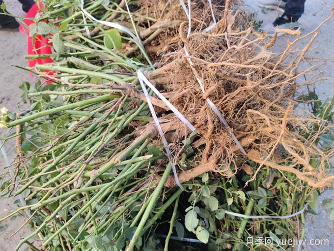 月季裸根苗種植時(shí)間？盆栽和地栽種植方法(圖2)
