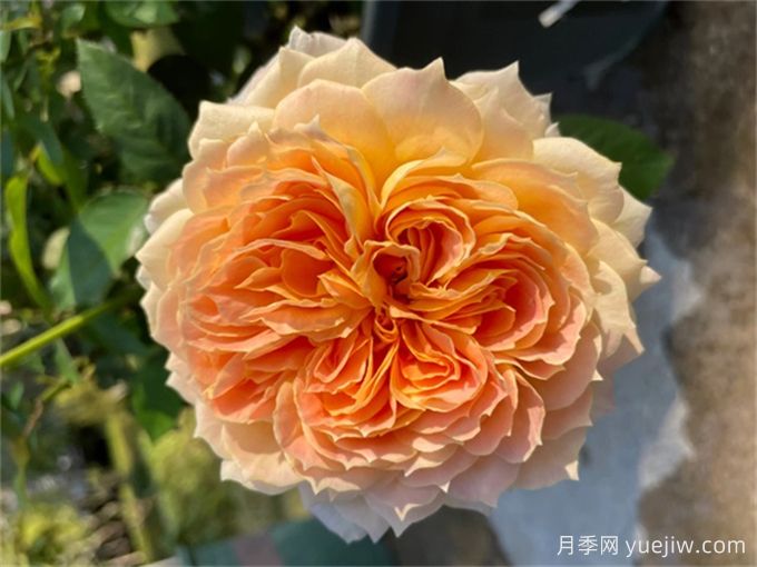 焦糖古董月季，花大如碗，又美又香，多季開(kāi)花(圖1)