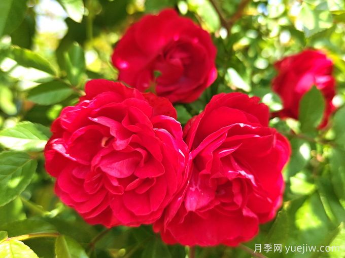 紅木香月季/四季紅木香/藤本紅柯斯特(圖5) 紅木香月季/四季紅木香/藤本紅柯斯特(圖5)