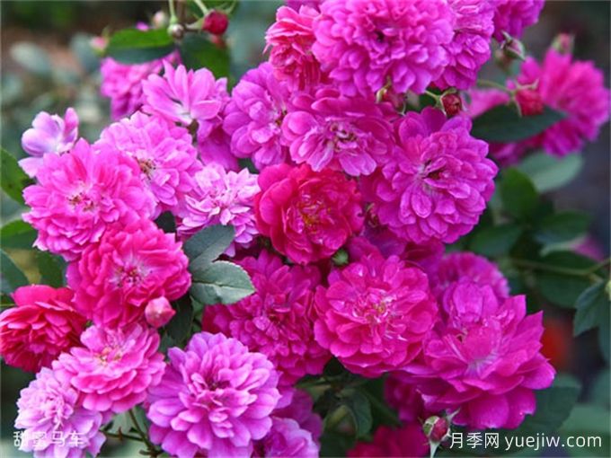 適合陽(yáng)臺盆栽的微月，推薦7個(gè)品種(圖2)