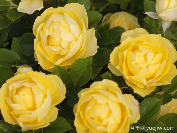 適合陽(yáng)臺盆栽的微月，推薦7個(gè)品種(圖4)