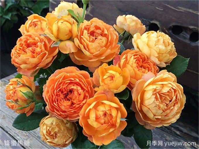 蜂蜜焦糖月季的優(yōu)缺點(diǎn)和養護辦法     (圖1)