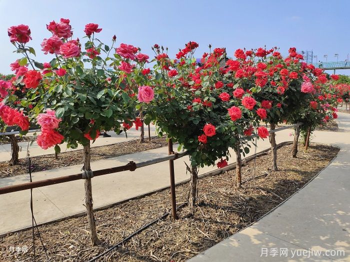 什么是綠化養護的精細化管理？(圖1)