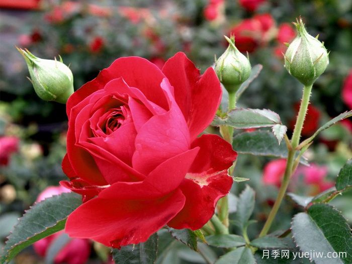 真愛(ài)月季/紅船長(cháng)/紅色隊長(cháng)(圖1)