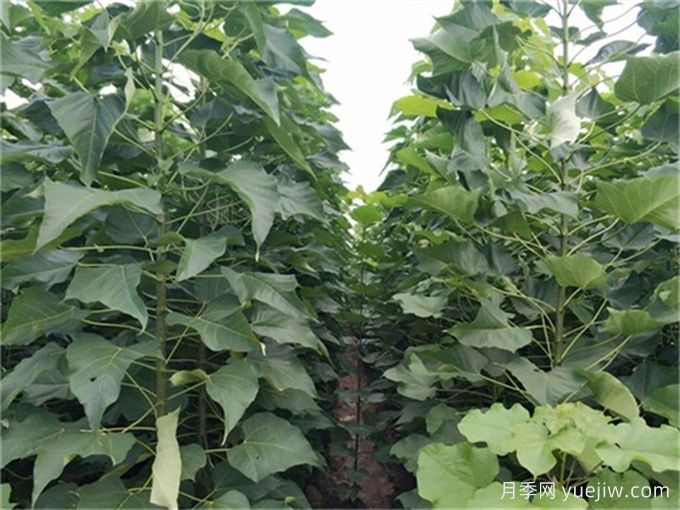 植物科普：楸樹(shù)(圖1)