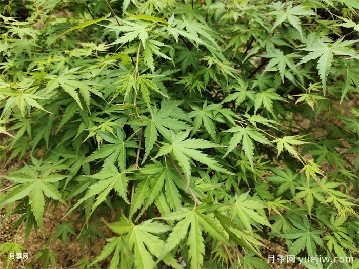 植物中的變色龍，雞爪槭(圖1)