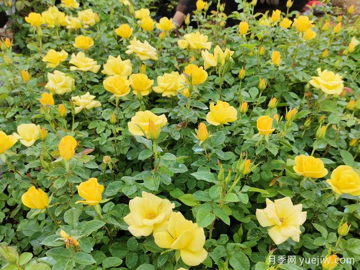 月季花苞太少怎么辦？不聽(tīng)話(huà)，剪它幾下！(圖2)