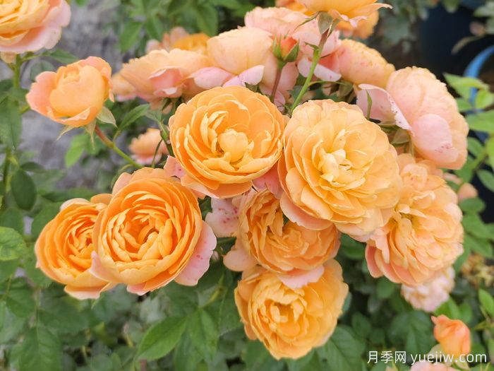 盆栽月季幫你實(shí)現陽(yáng)臺花園夢(mèng)(圖1)