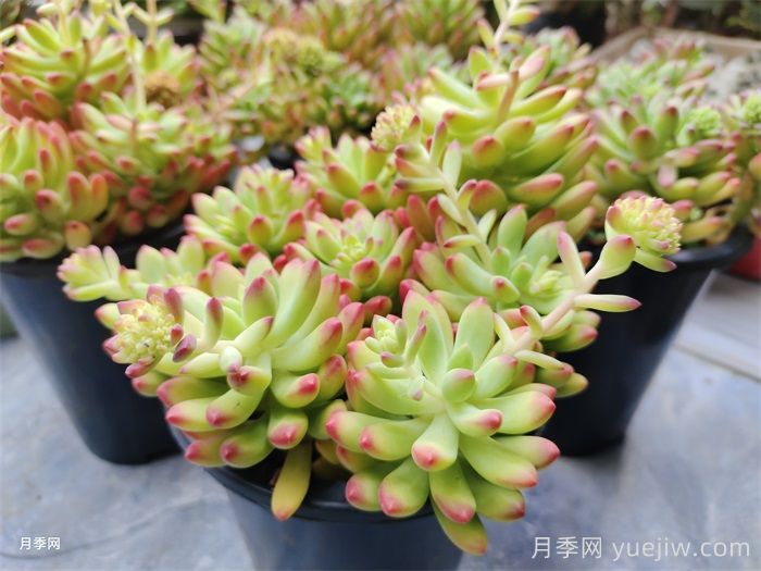 冬季多肉植物該如何養護管理？(圖1)