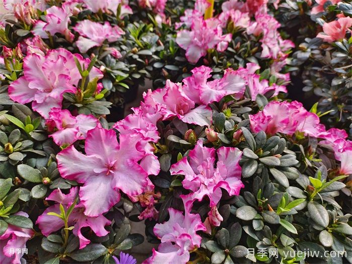 盆栽杜鵑花家庭養法及注意事項(圖1)