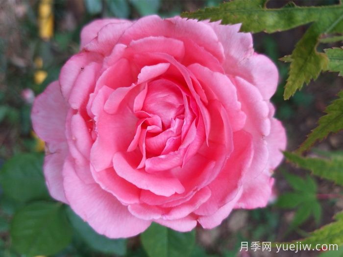 花宮娜月季，沒(méi)有缺點(diǎn)，又美又仙，抗病又勤花(圖1)