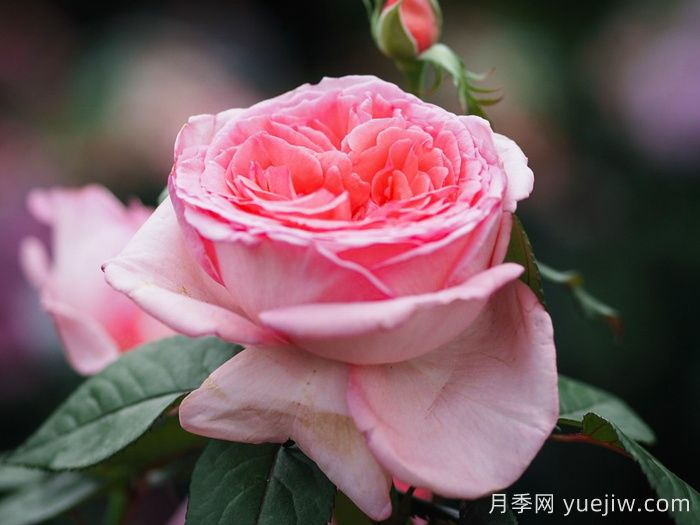 花宮娜月季，沒(méi)有缺點(diǎn)，又美又仙，抗病又勤花(圖2)