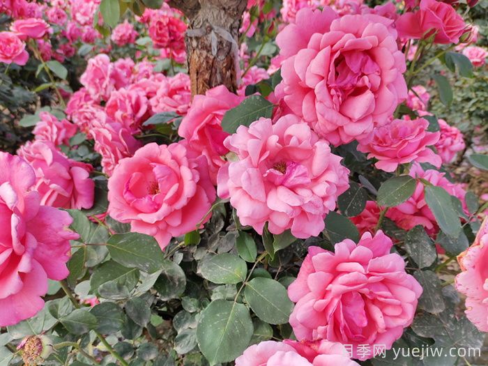 月季花開(kāi)艷滿(mǎn)城，淮安匠心打響市花月季品牌(圖1)