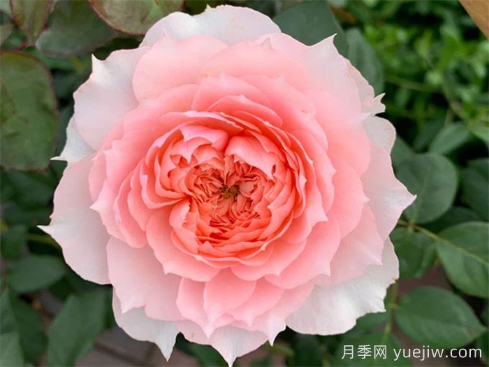 莫妮卡戴維月季，美如仙女，顏值極高(圖1)