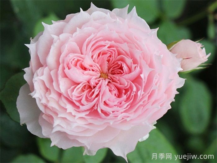 莫妮卡戴維月季，美如仙女，顏值極高(圖2)