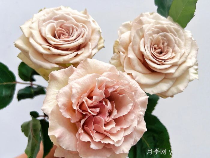 月季推薦，光之翼第九天使月季(圖1)