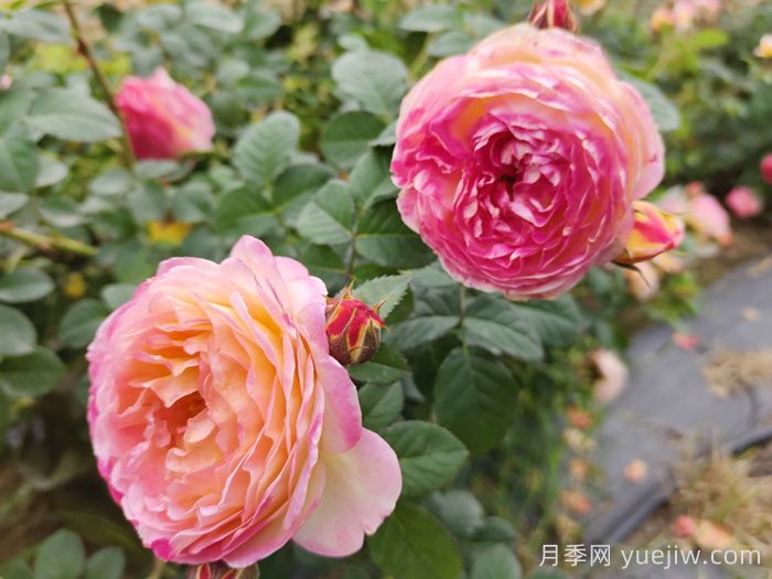 月季推薦，羅曼尼詹森月季(圖1)