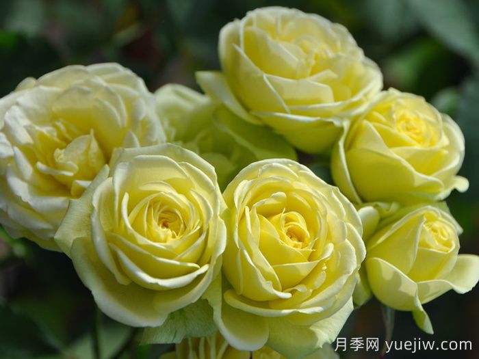 奶油龍沙寶石月季，奶油色仙子微月(圖2)
