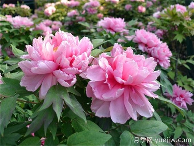 牡丹的九大分類(lèi)及其特點(diǎn)(圖1)