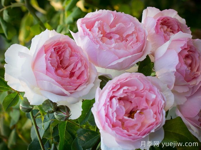 6種復花能力強的藤本月季，爬藤開(kāi)花機器(圖3)