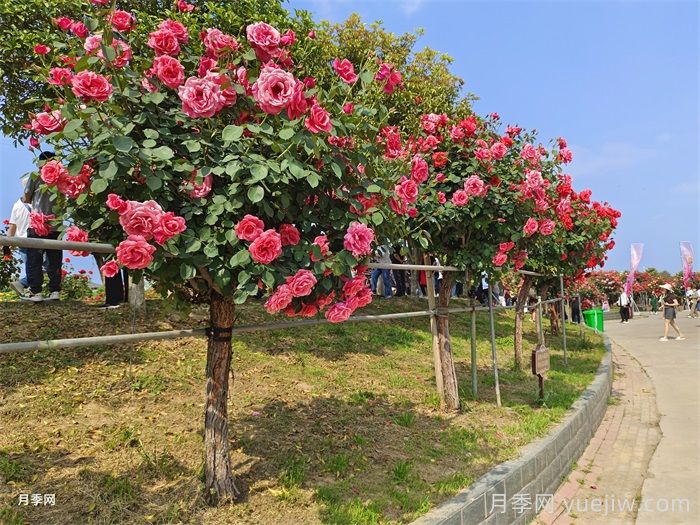 苗木栽植過(guò)深的原因、影響及解決思路(圖1)
