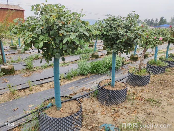 園林綠化苗木修剪常見(jiàn)的誤區(圖1)