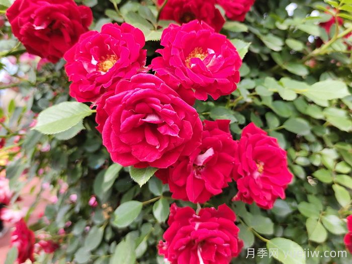 中國古典園林中常栽的五類(lèi)樹(shù)木(圖1)