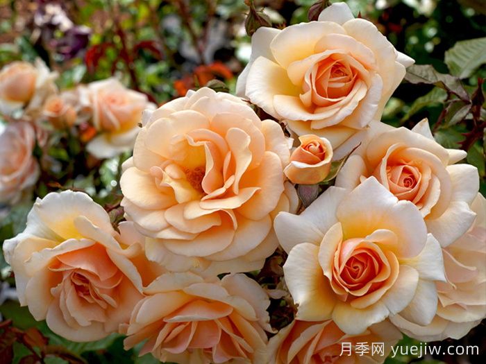 英國皇家園藝學(xué)會(huì )年度月季(RHS ROTY)(圖1)