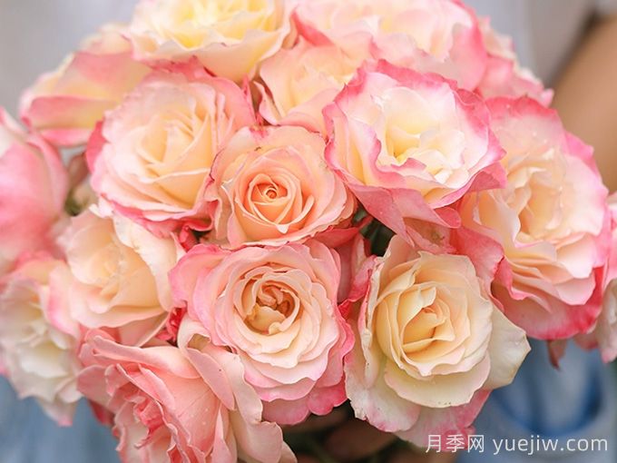 月季推薦，六翼天使月季(圖1)