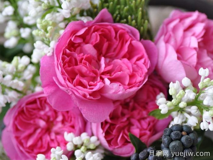 月季推薦，治療天使拉斐爾月季(圖1)