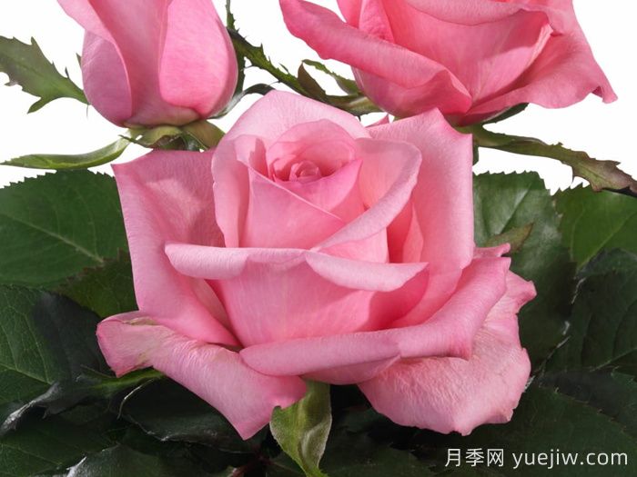 月季推薦，可愛(ài)慶典月季(圖1)