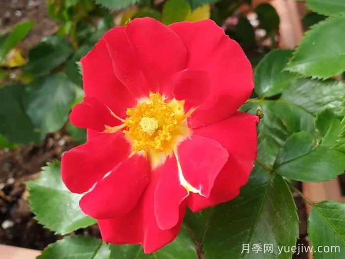 秀美音樂(lè )月季/紅葉月季(圖1)