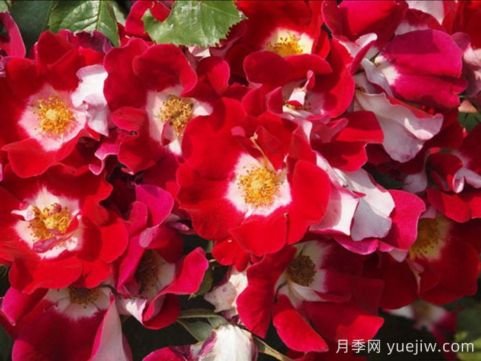 秀美音樂(lè )月季/紅葉月季(圖3)