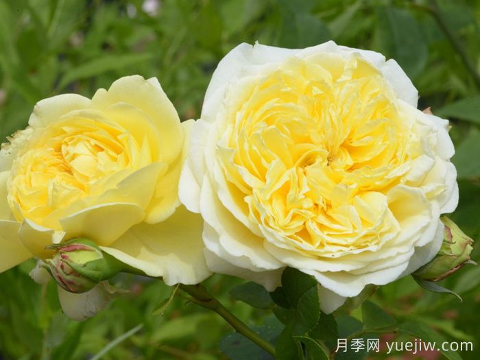 內爾森蒙福月季/尼爾森蒙福特(圖3)