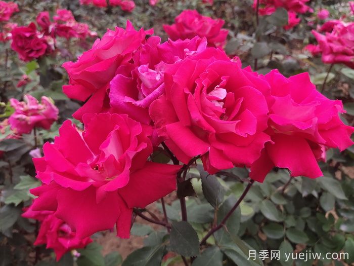 愛(ài)月季(圖3)