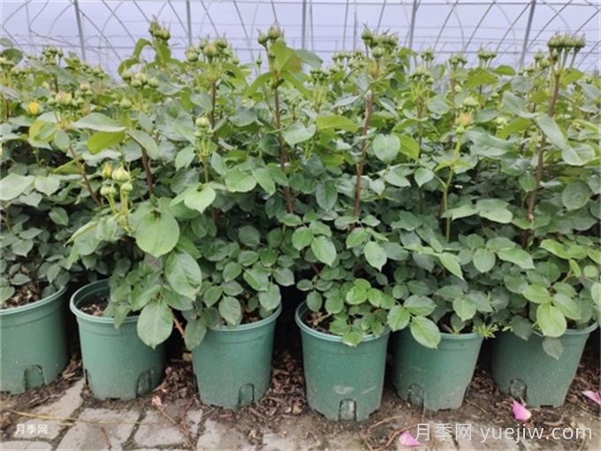 冬天月季的花苞要剪掉嗎？(圖1)
